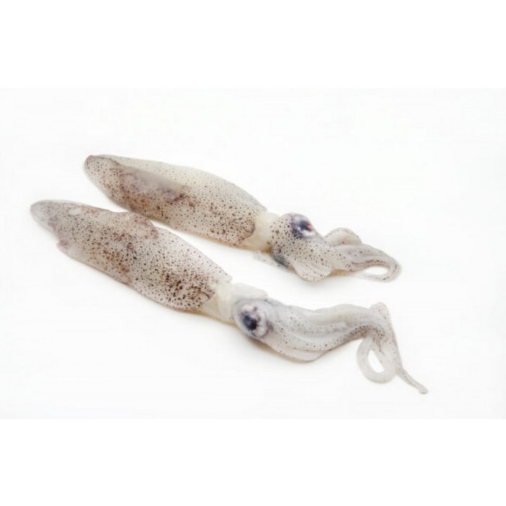 Baby Squid Puntilla 4-6cm, 1kg