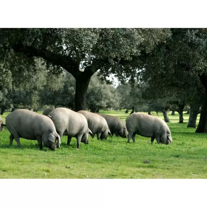 Sliced Acorn-fed Iberico Chorizo, 100g | Buy Online UK